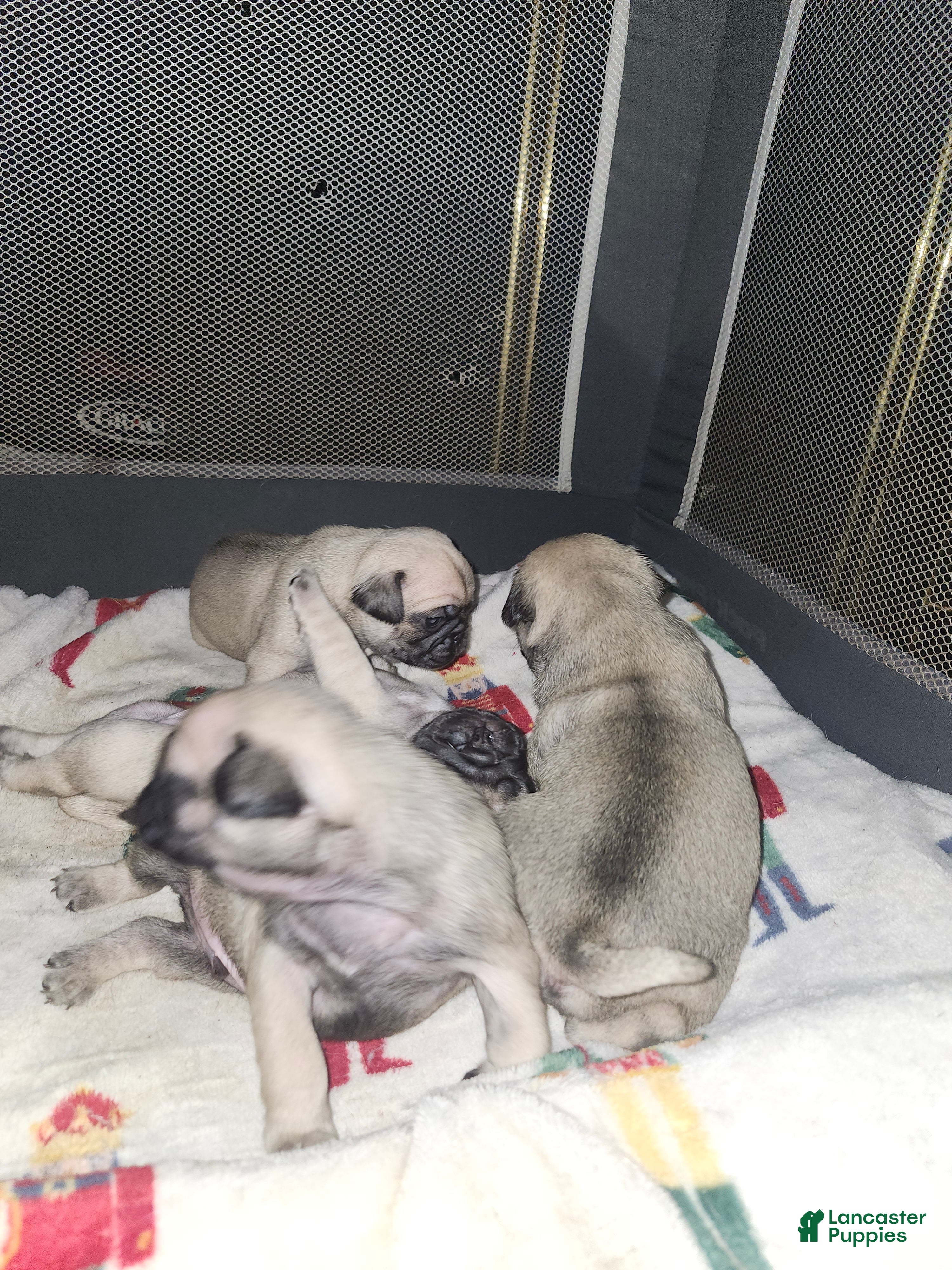 Pug dogs Pug Puppy 4 - Ad 6