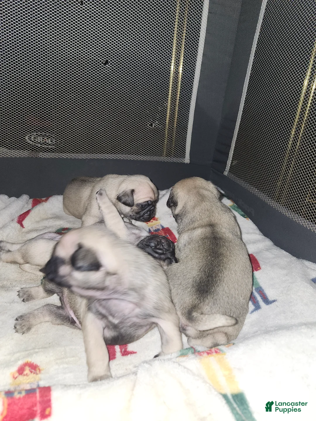 Pug dogs for sale: Pug Puppy 4 - Ad 1