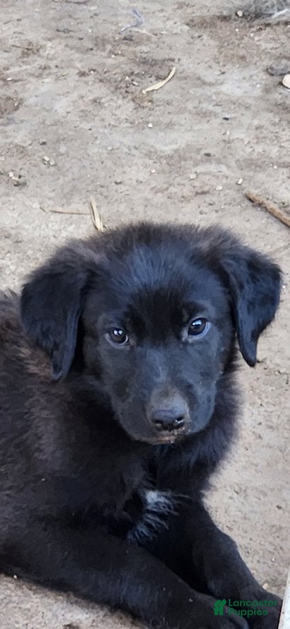 Golden Shepherd dogs for sale: Leo - Ad 1
