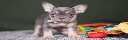 French Bulldog dogs for sale: Pippa - Ad 7