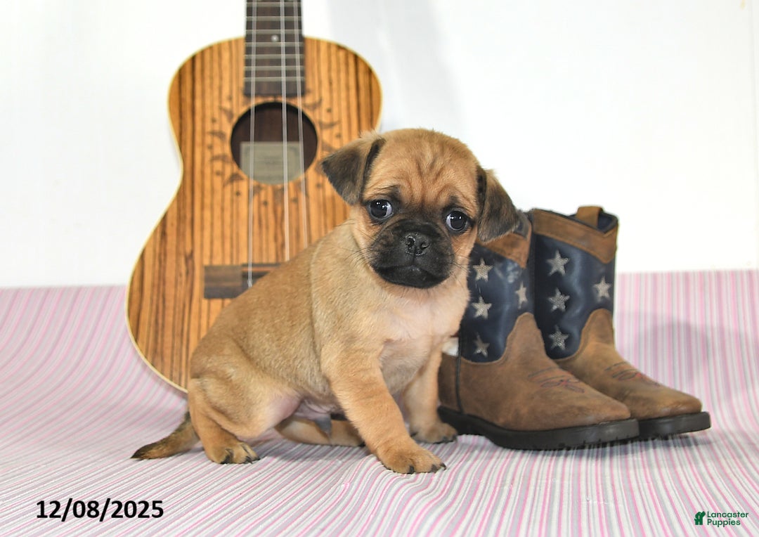 Jug dogs for sale: Alex - Ad 4