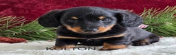 Miniature Dachshund dogs for sale: Kolton - Ad 5