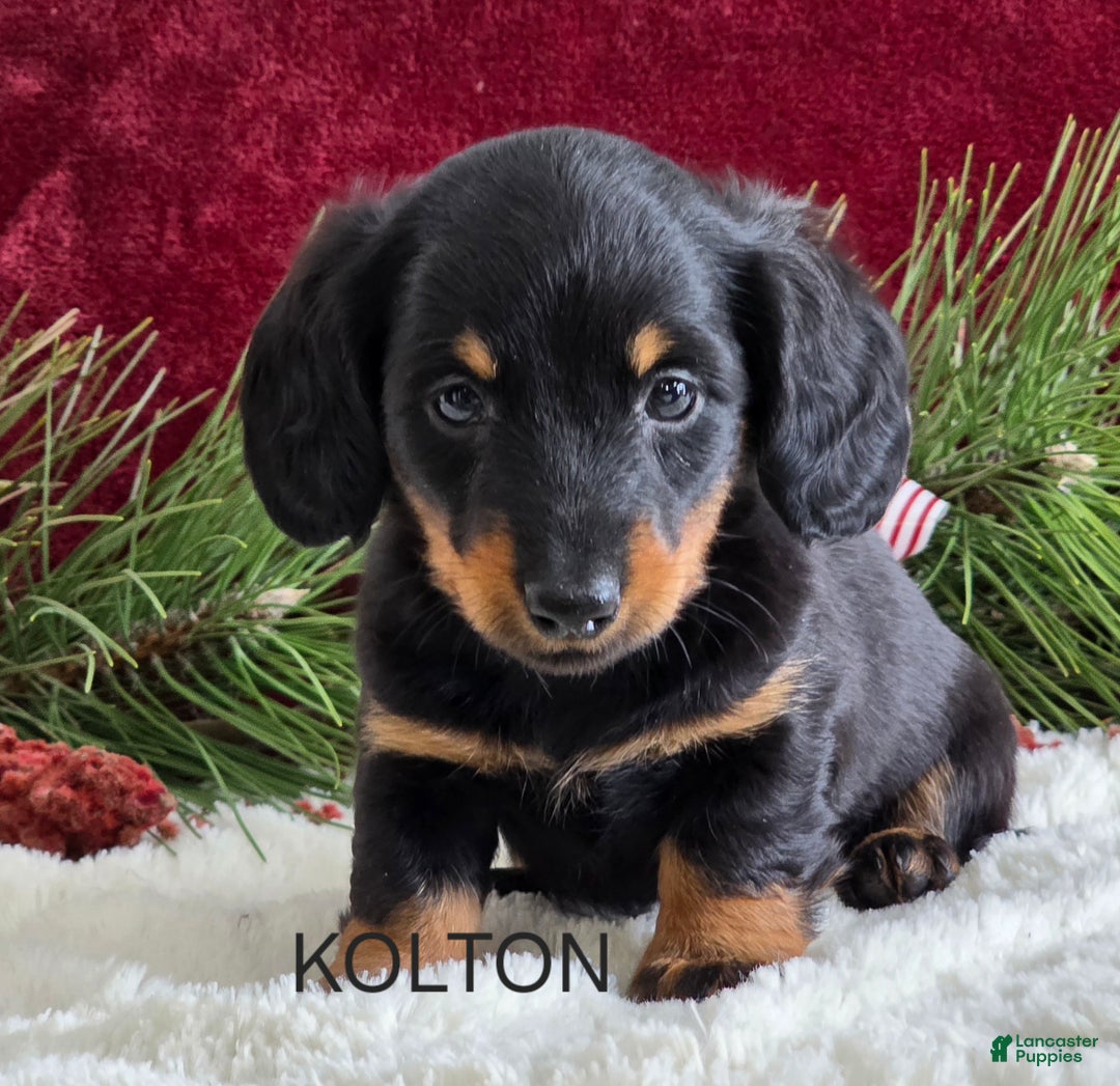 Miniature Dachshund dogs for sale: Kolton - Ad 5