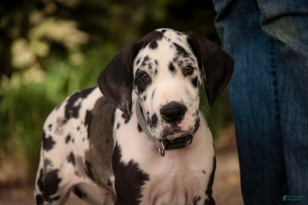 Great Dane dogs Bryce Great Dane  - Ad 2