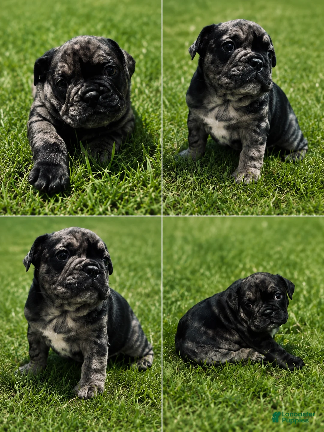 Mixed Breed dogs for sale: Chloe  - Ad 1