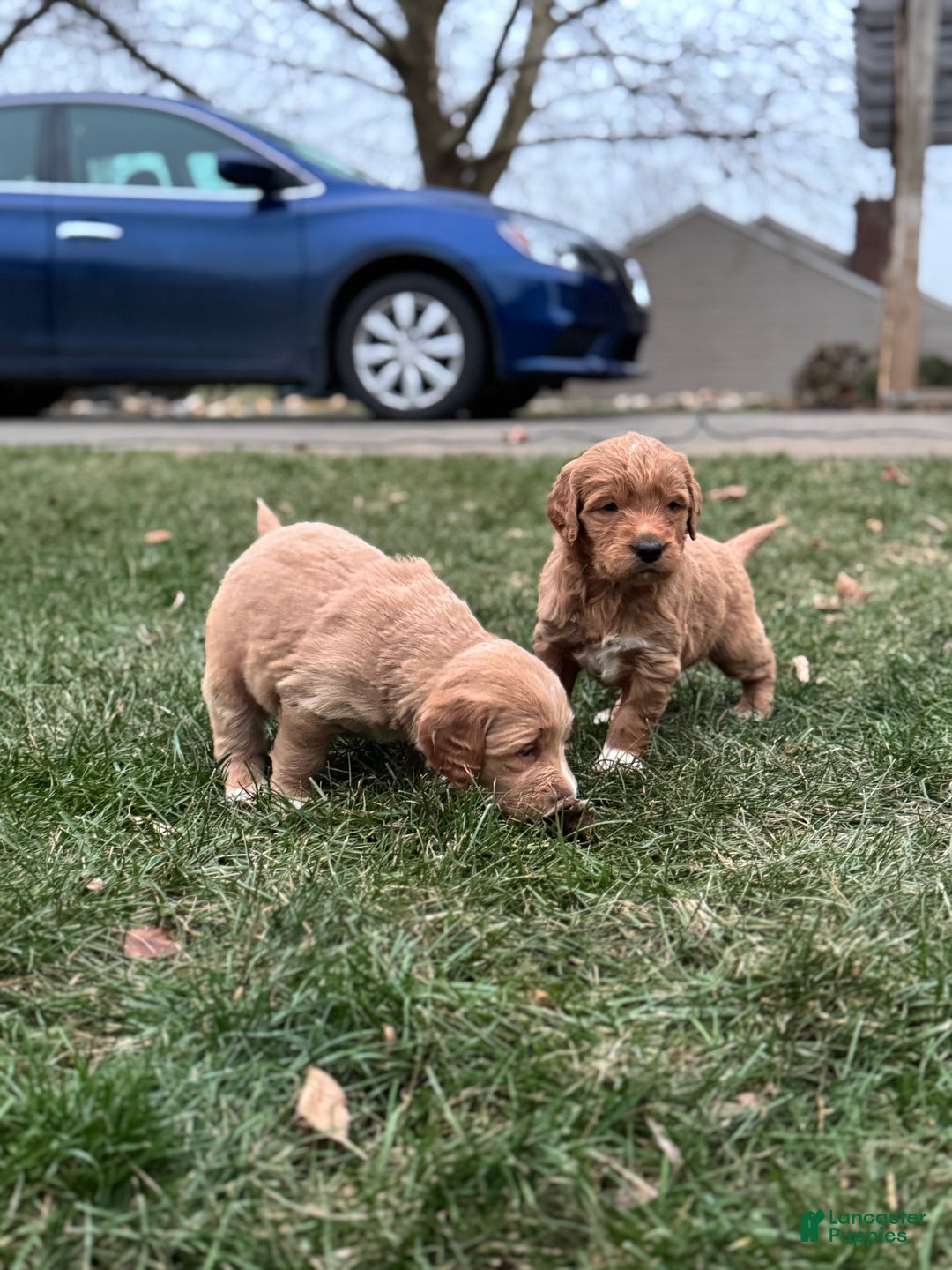 Mixed Breed dogs for sale: Aspen - Ad 3