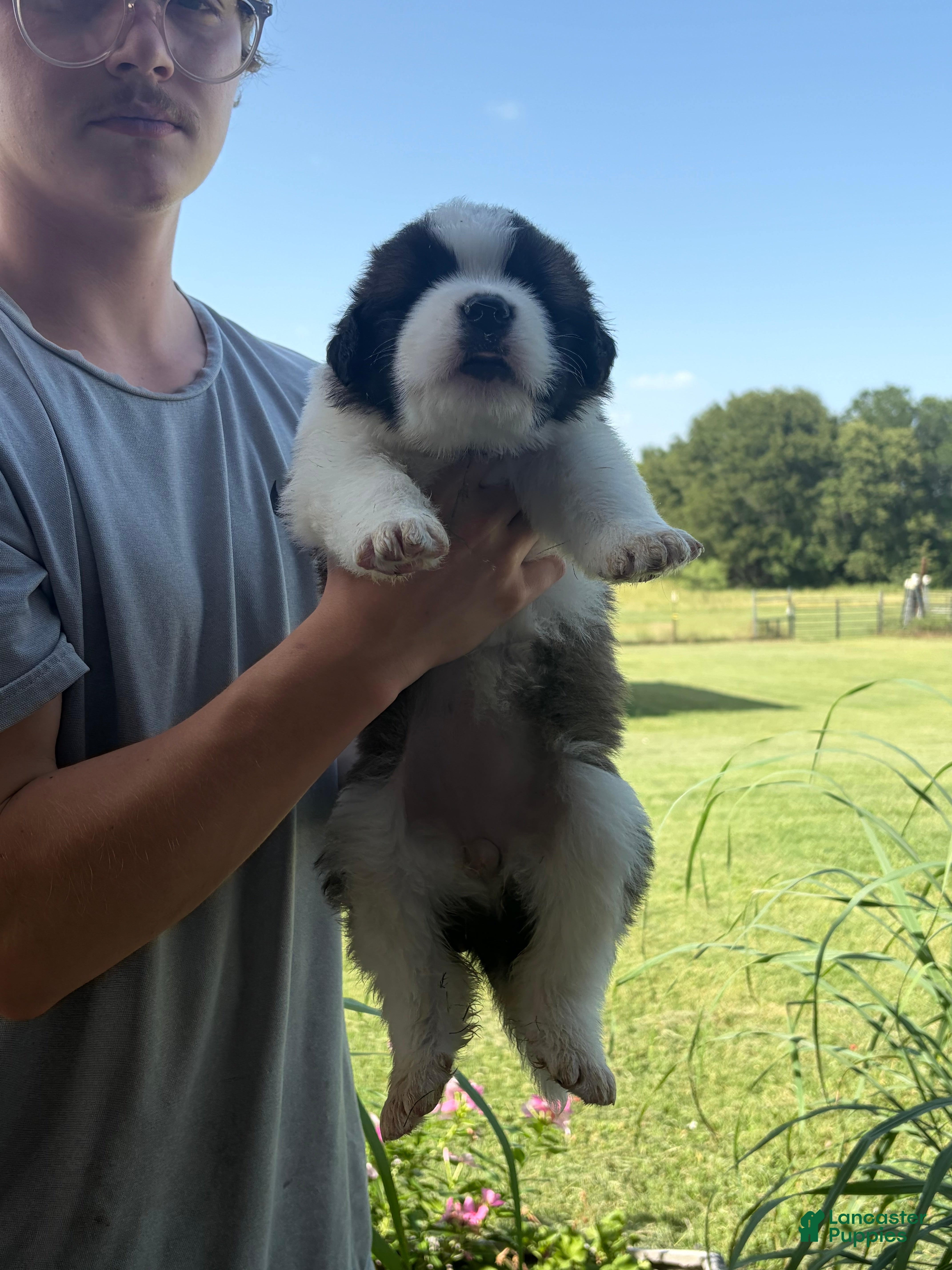 Saint Bernard dogs Akc Tan - Ad 30