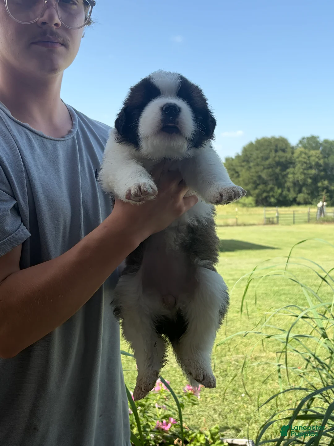 Saint Bernard dogs for sale: Akc Tan - Ad 1