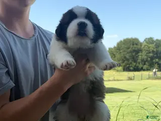 Saint Bernard dogs Akc Tan - Ad 30