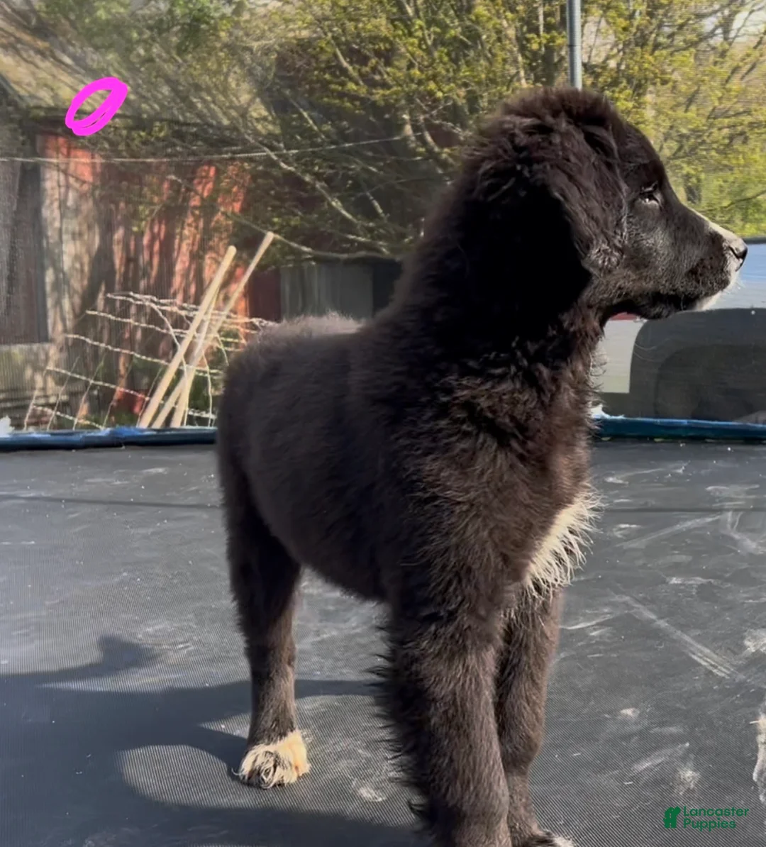 Mixed Breed dogs for sale: Raven  - Ad 2