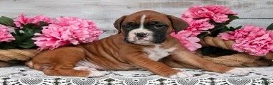 Daisy