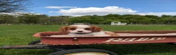Cavalier King Charles Spaniel dogs for sale: Kliff - Ad 3