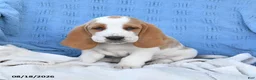 Basset Hound dogs for sale: Clarence - Ad 4