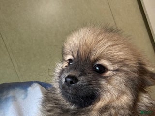 Pomeranian dogs - Ad 18