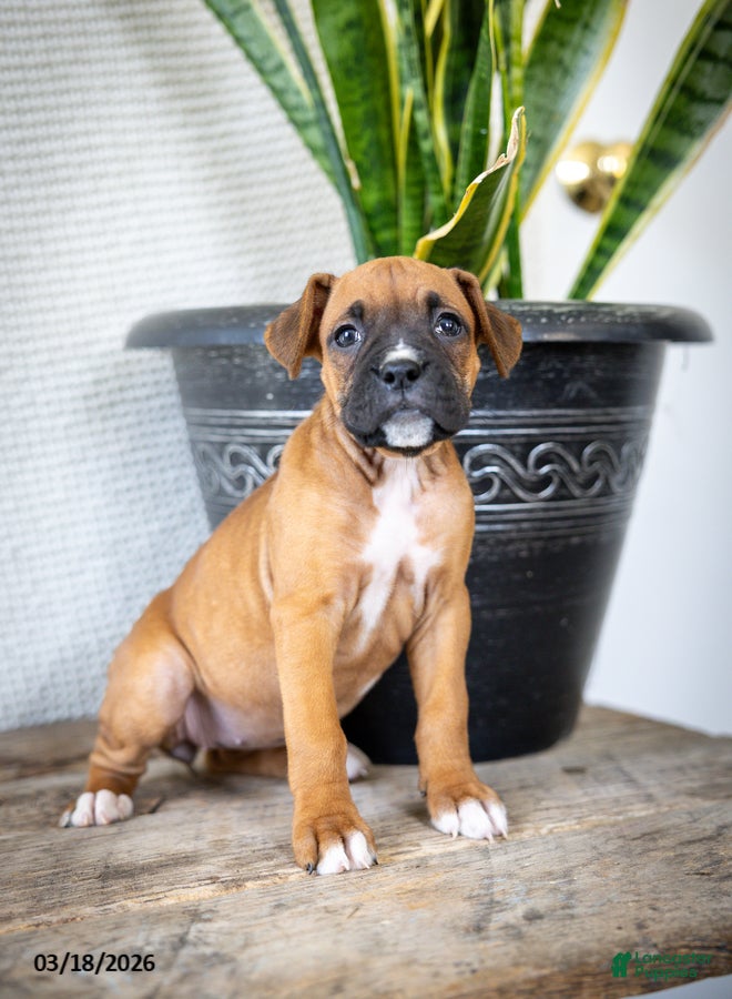 Boxer dogs Misty - Ad 1