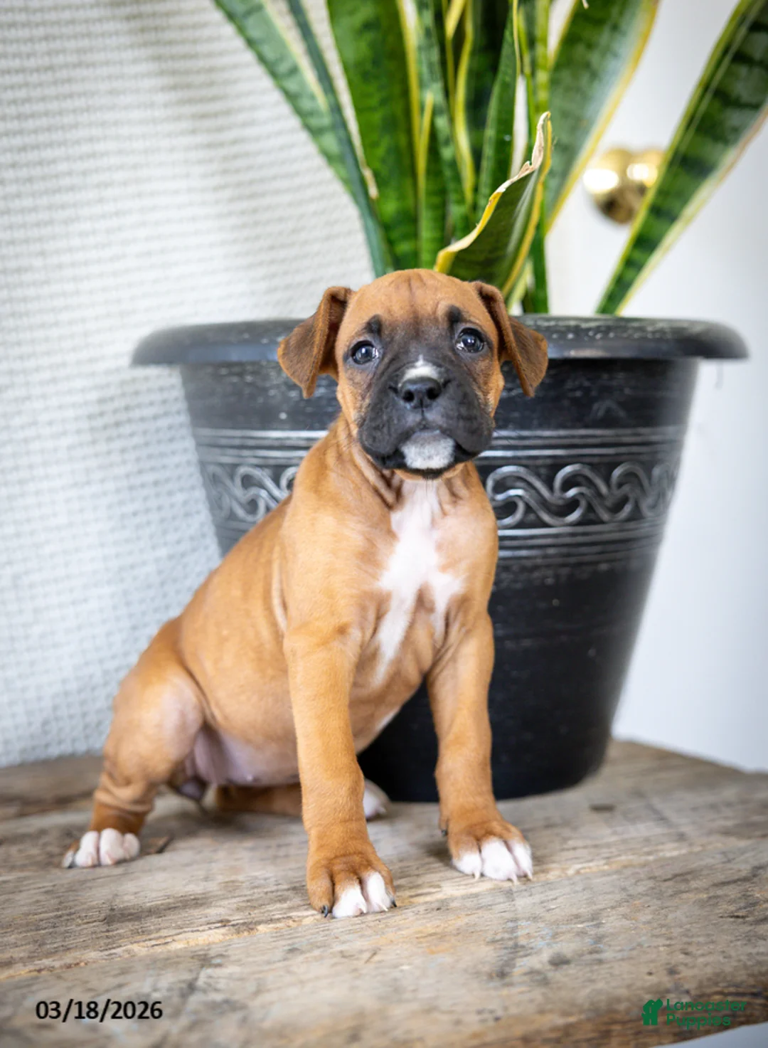 Boxer dogs for sale: Misty - Ad 1