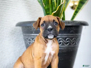 Boxer dogs for sale: Misty - Ad 1