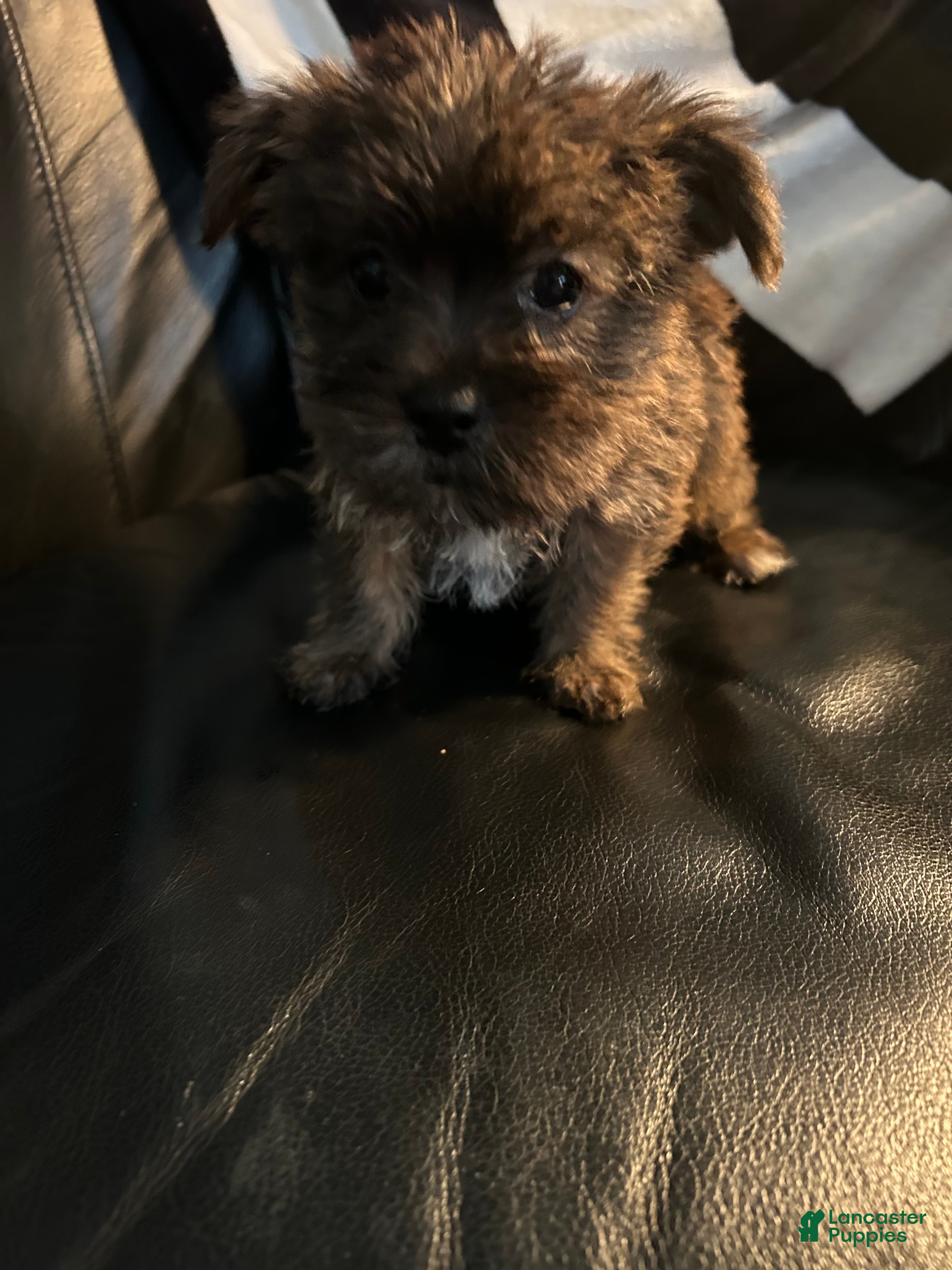 Shorkie dogs Shorkie Puppy 4 - Ad 26