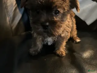 Shorkie dogs Shorkie Puppy 4 - Ad 22