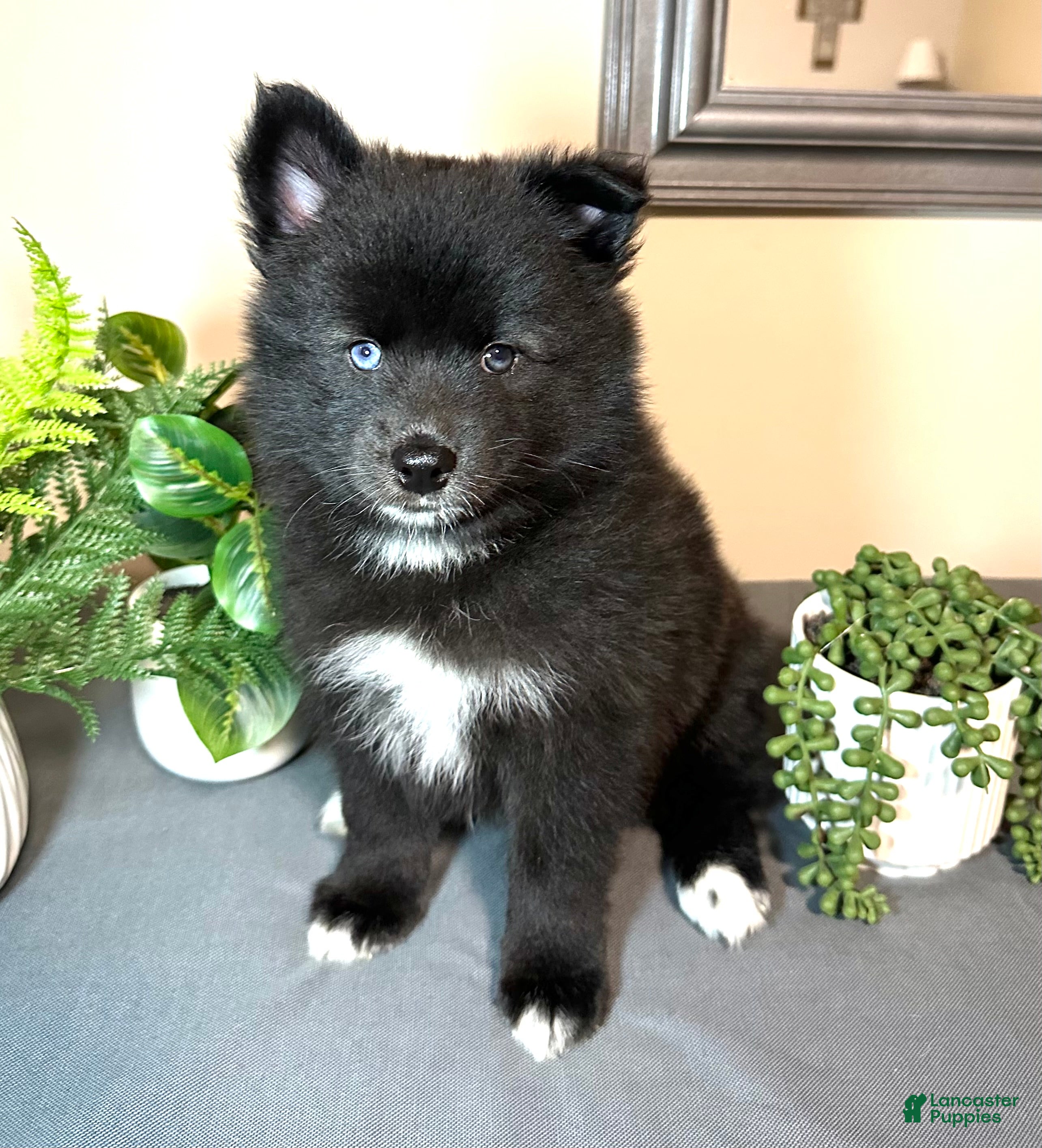 Pomsky dogs for sale: Celtic - Ad 3
