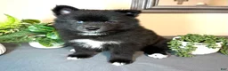 Pomsky dogs for sale: Celtic - Ad 1