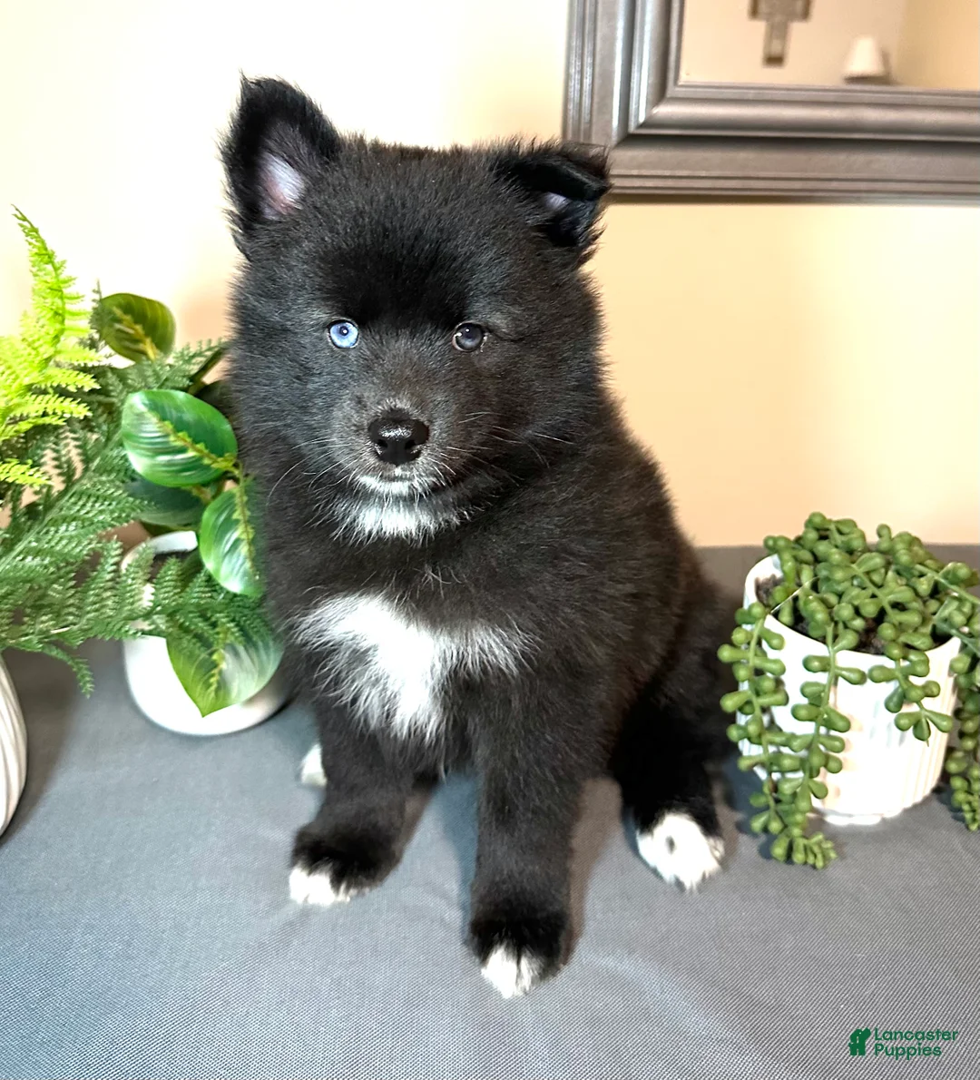 Pomsky dogs for sale: Celtic - Ad 1