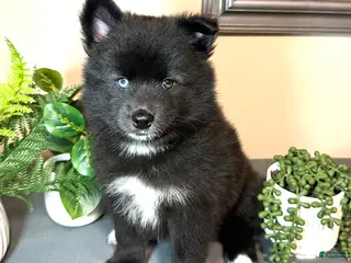 Pomsky dogs for sale: Celtic - Ad 3