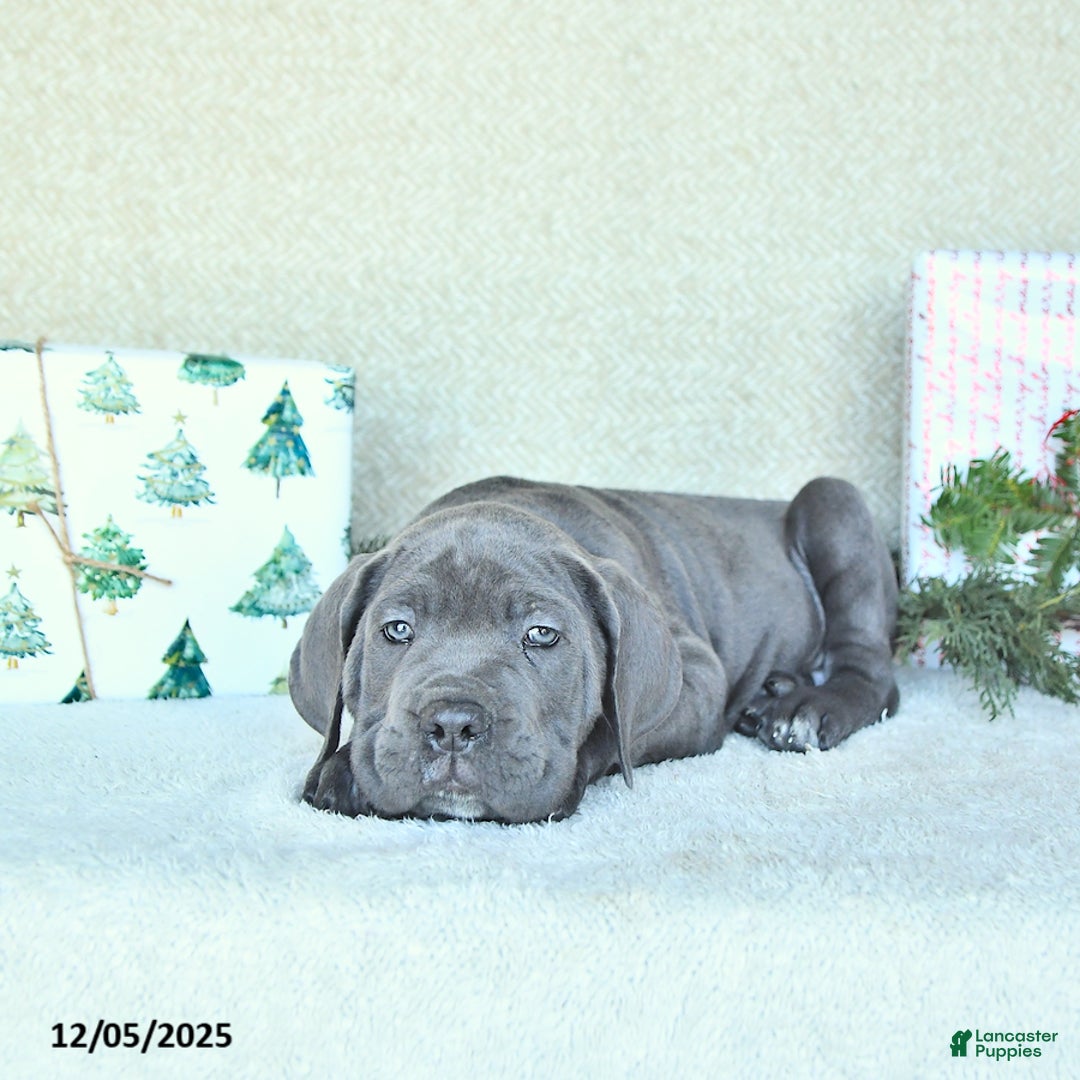 Cane Corso dogs for sale: Zane - Ad 1