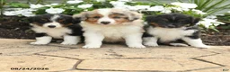Miniature Australian Shepherd dogs for sale: Peter - Ad 5