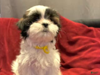 Shih Tzu dogs Bandit - Ad 7