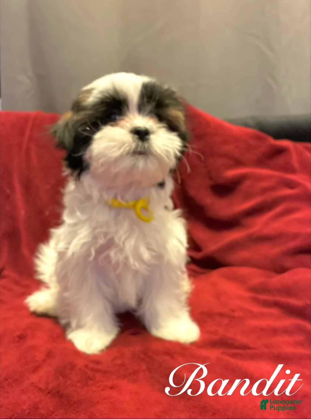 Shih Tzu dogs for sale: Bandit  - Ad 1
