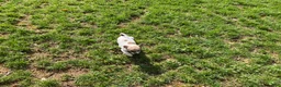 Chihuahua dogs for sale: Theodore - Ad 5