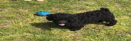 Toy Poodle dogs for sale: Arlo - Ad 1