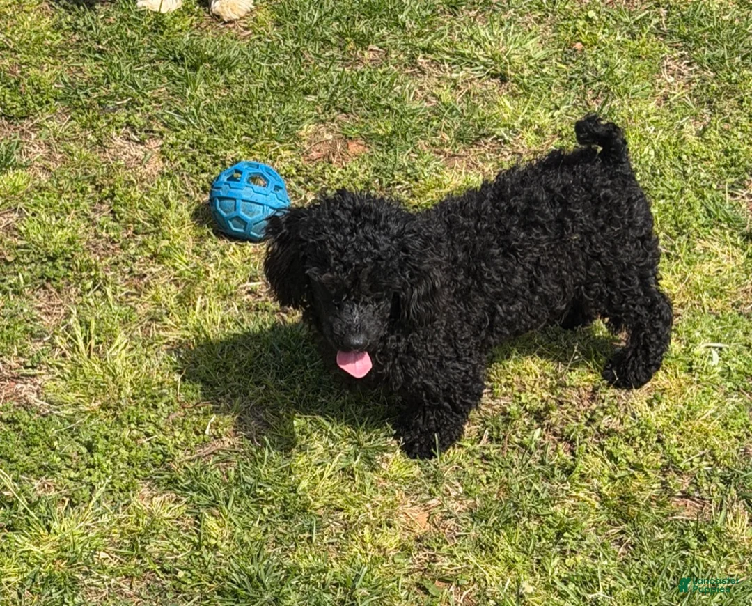 Toy Poodle dogs for sale: Arlo - Ad 1
