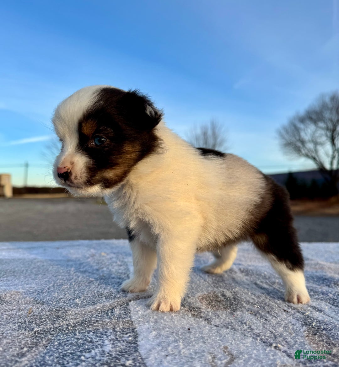 Miniature Australian Shepherd dogs for sale: Oakley - Ad 3