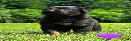 Mixed Breed dogs for sale: Sneakers - Ad 1