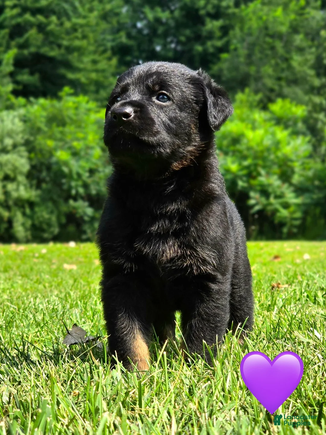 Mixed Breed dogs for sale: Sneakers - Ad 1