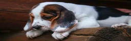 Beagle dogs for sale:  Dallas 🐾 - Ad 10