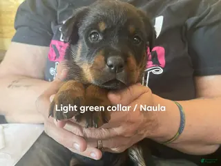 Rottweiler dogs for sale: Rottweiler Puppy 5 Nala - Ad 1