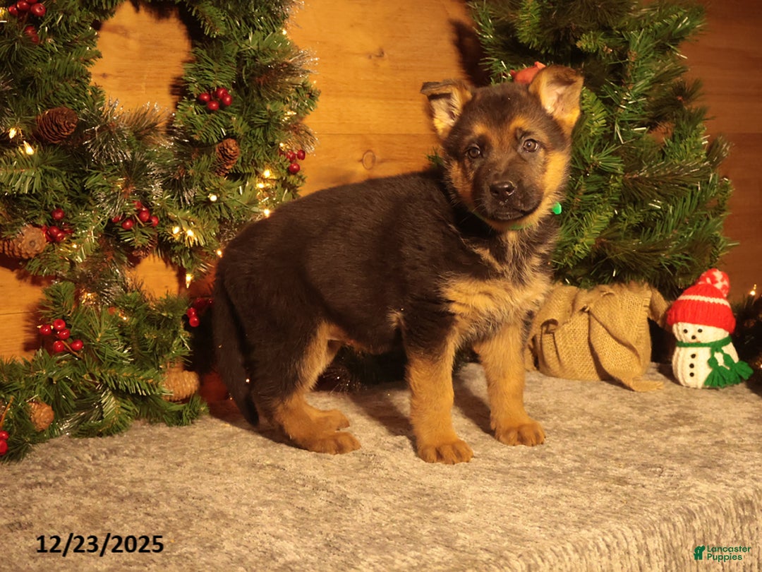 German Shepherd dogs for sale: Mistletoe - Ad 2