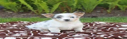 Mixed Breed dogs for sale: Sully - Ad 5