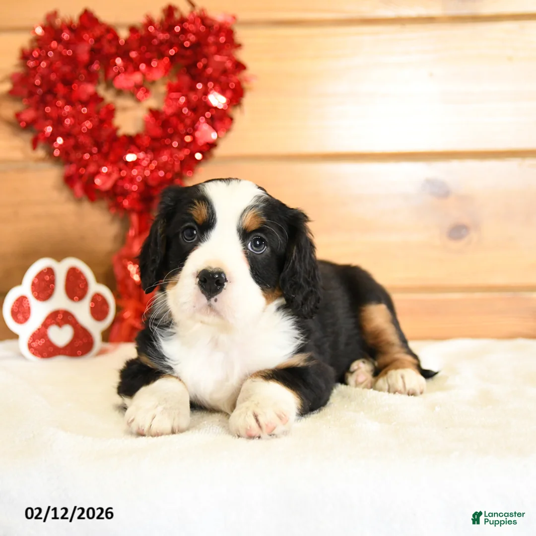 Miniature Bernese Mountain Dog dogs for sale: Vincent - Ad 2