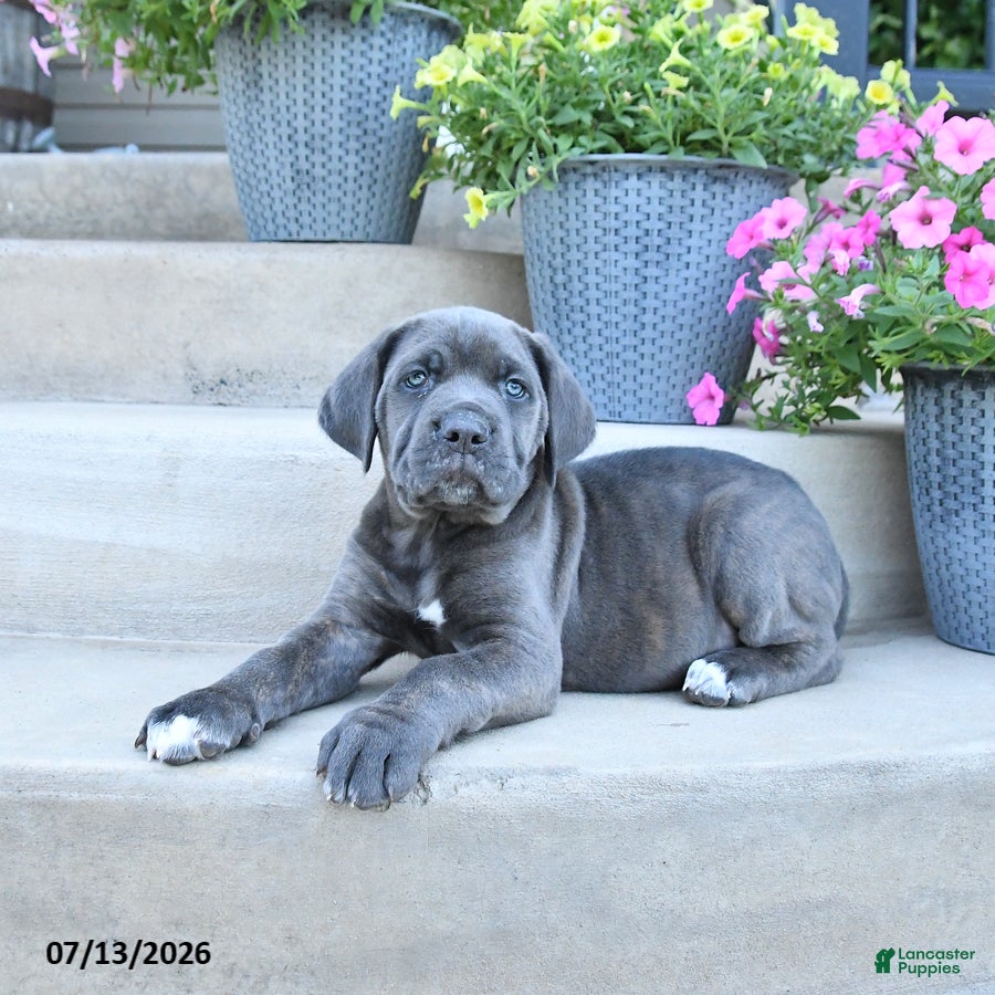 Cane Corso dogs Roxie - Ad 2