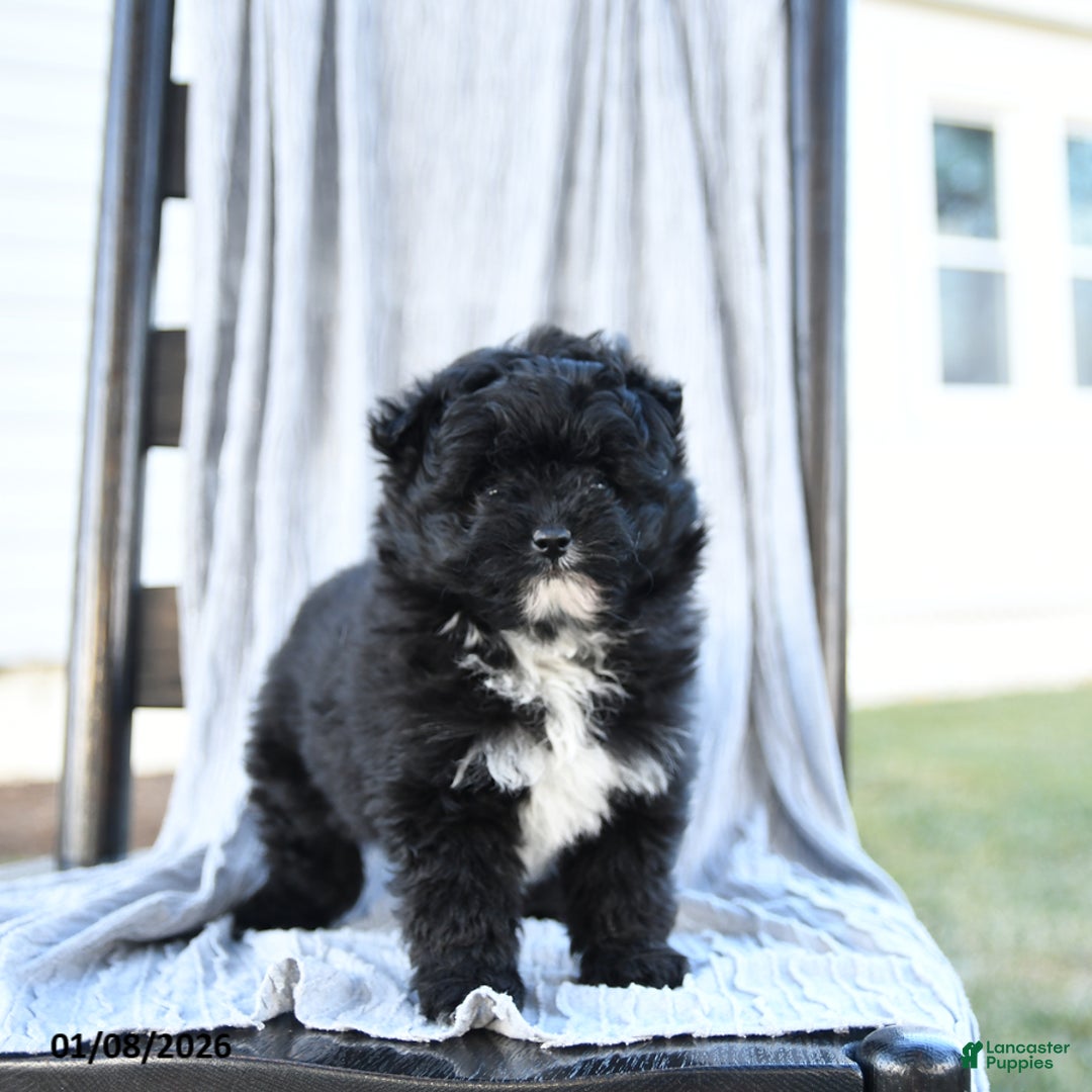 Pomapoo dogs for sale: Star - Ad 2