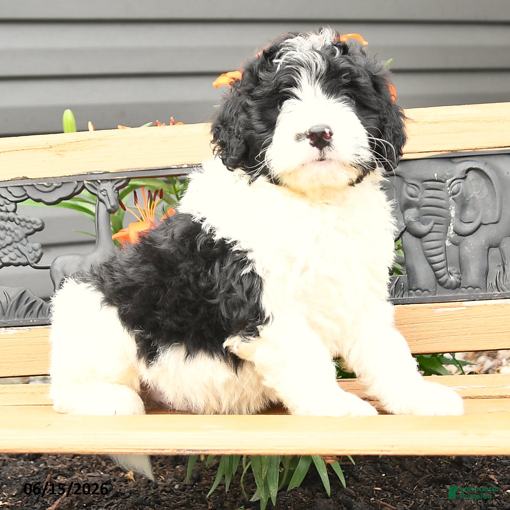 Bernedoodle dogs Noah - Ad 2