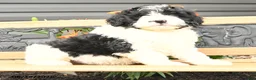 Bernedoodle dogs for sale: Noah - Ad 2