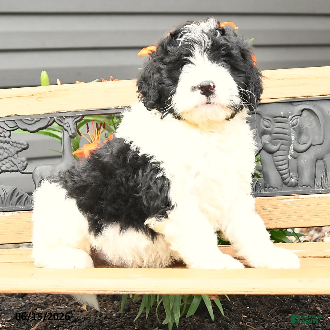 Bernedoodle dogs for sale: Noah - Ad 2