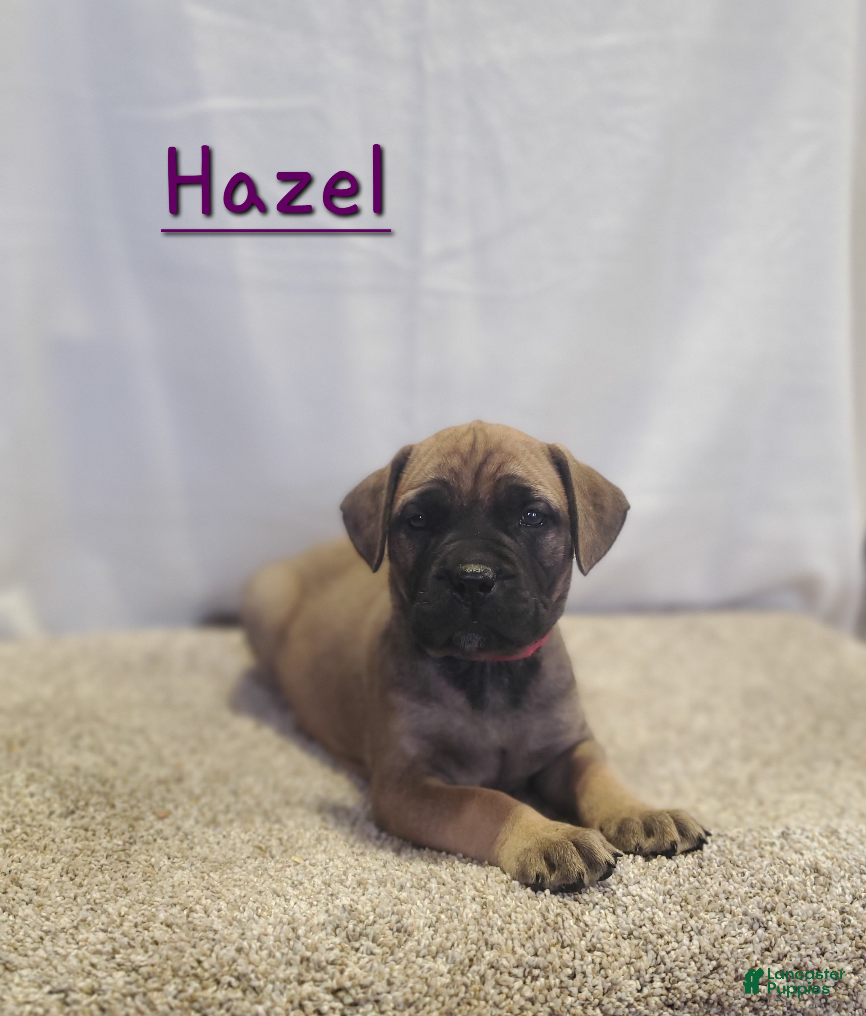 Bullmastiff dogs Hazel - Ad 7