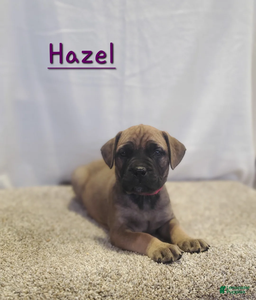 Bullmastiff dogs for sale: Hazel - Ad 1