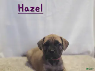 Bullmastiff dogs Hazel - Ad 7
